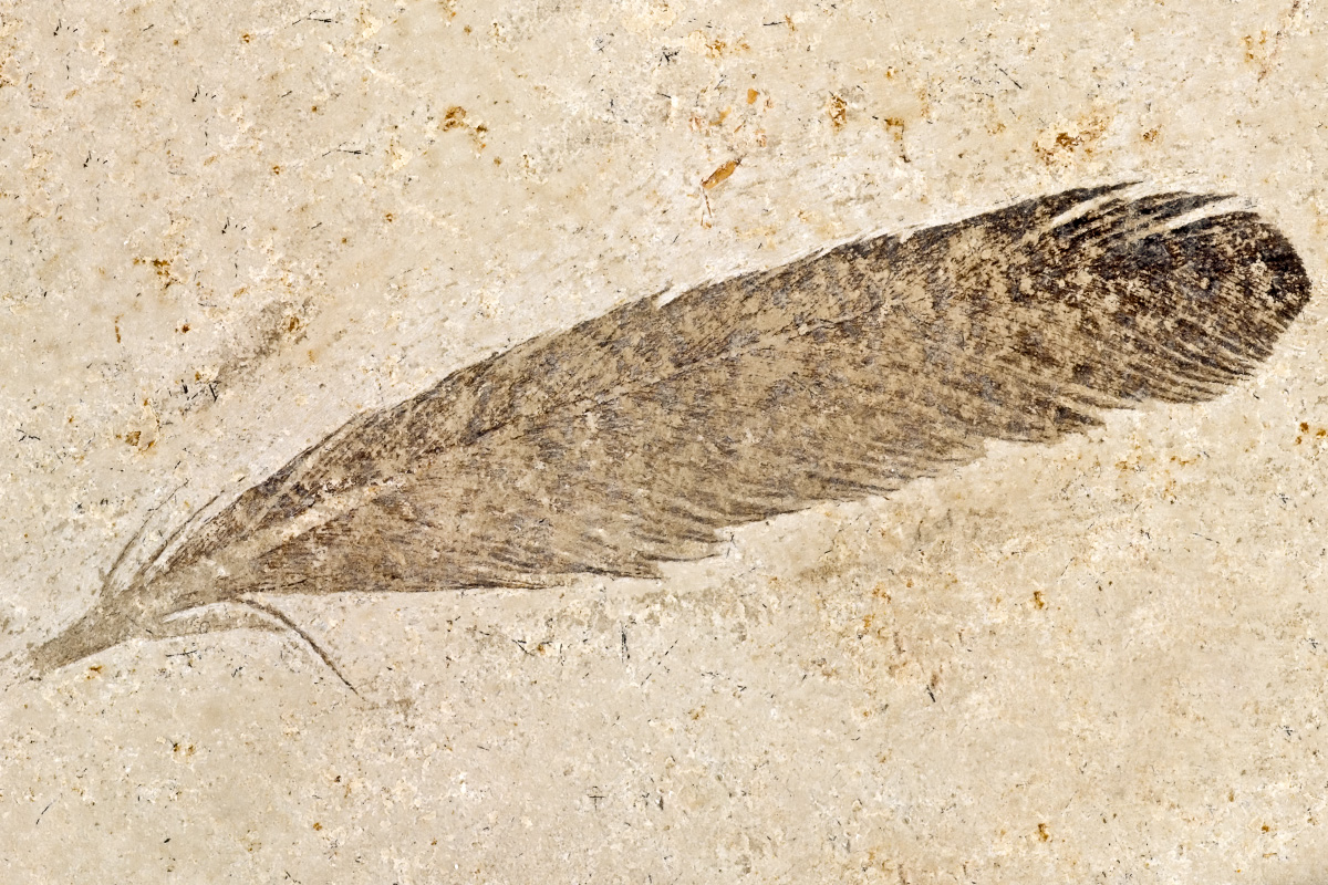 Die fossile Feder ist der ursprüngliche Holotyp und das namensgebende Fossil für Archaeopteryx. Sie wurde 1861 von Hermann von Meyer beschrieben.