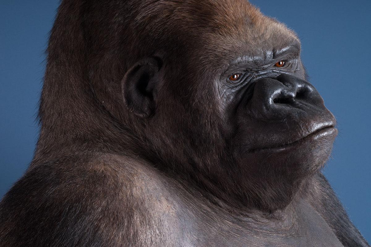 Hier ist ein Portrait vom Gorilla Bobby zu sehen. 
