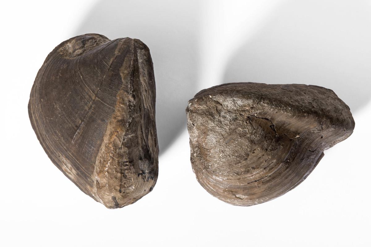 Zwei Exemplare der Muschelgattung Myophoria aus der Forschungssammlung des Museums für Naturkunde Berlin