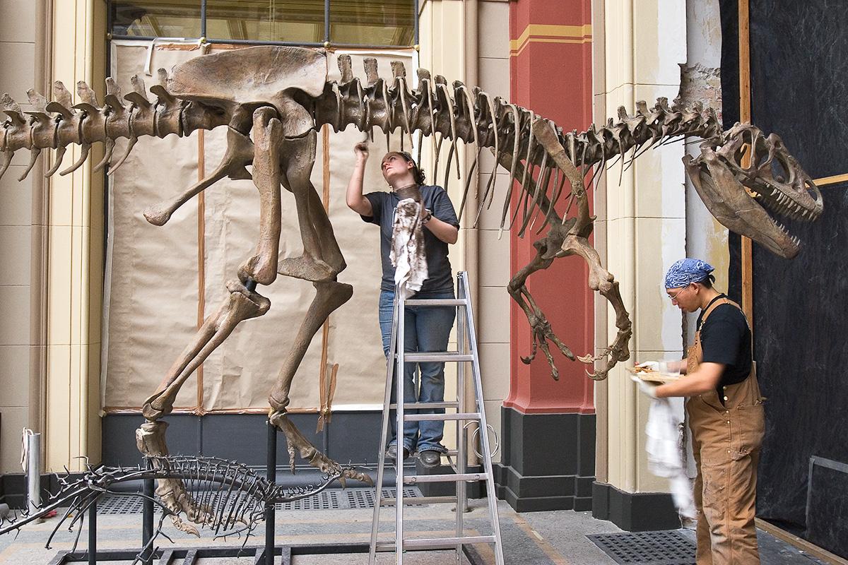Aufbau des Allosaurus Skeletts in der Saurierwelt Ausstellung 2007