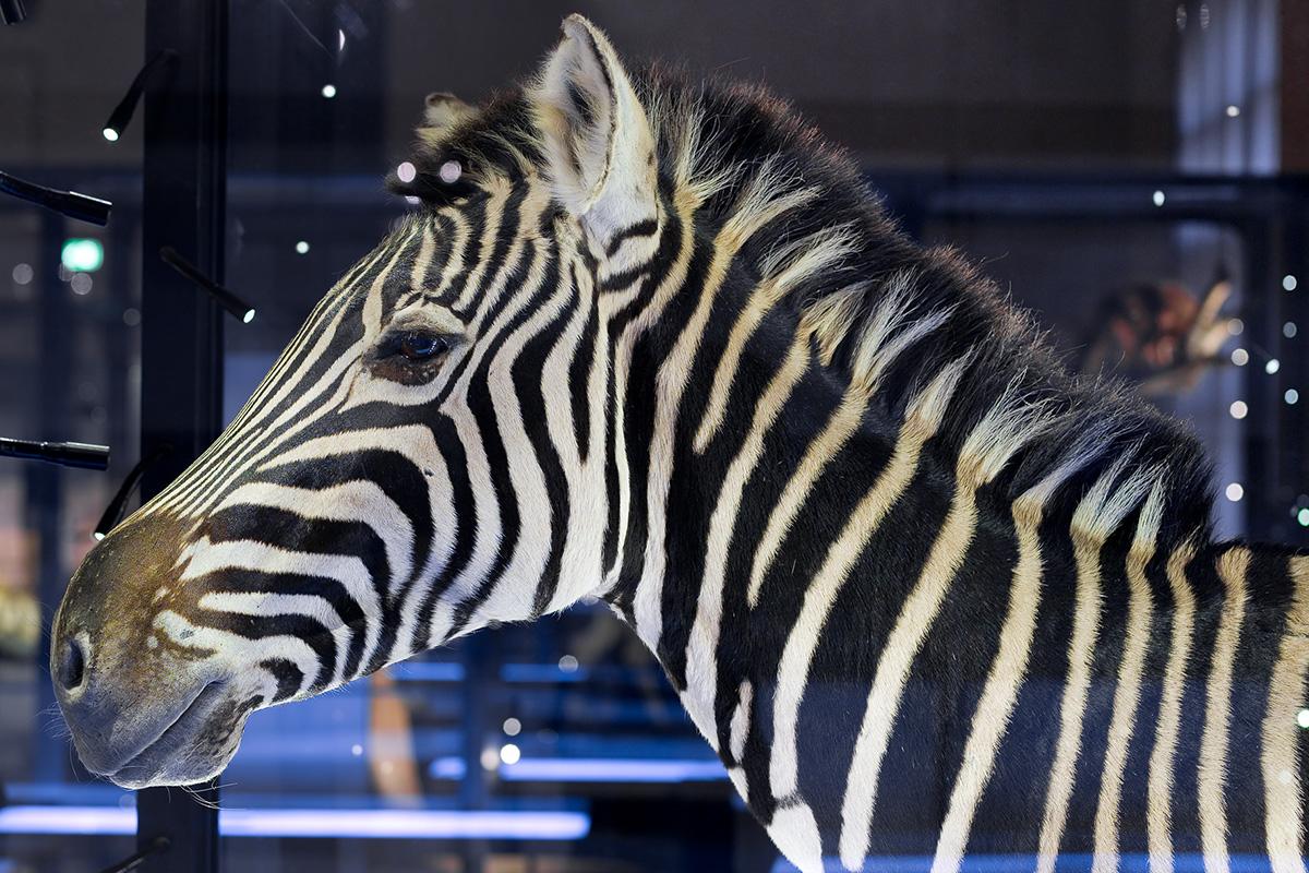 Das Foto zeigt den Kopf des Zebras im Profil.