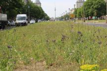 Projekt "Stadtgrün" für die Insektenvielfalt auf den Grünflächen der Mittelstreifen ausgewählter Straßen in der grünen Hauptstadt Europas