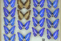 Insektenkasten aus der Schmetterlingssammlung (Lepidoptera), Inventarnummer MFNB_Lep_Schultze_SK_D0010, Lizenz: CC0
