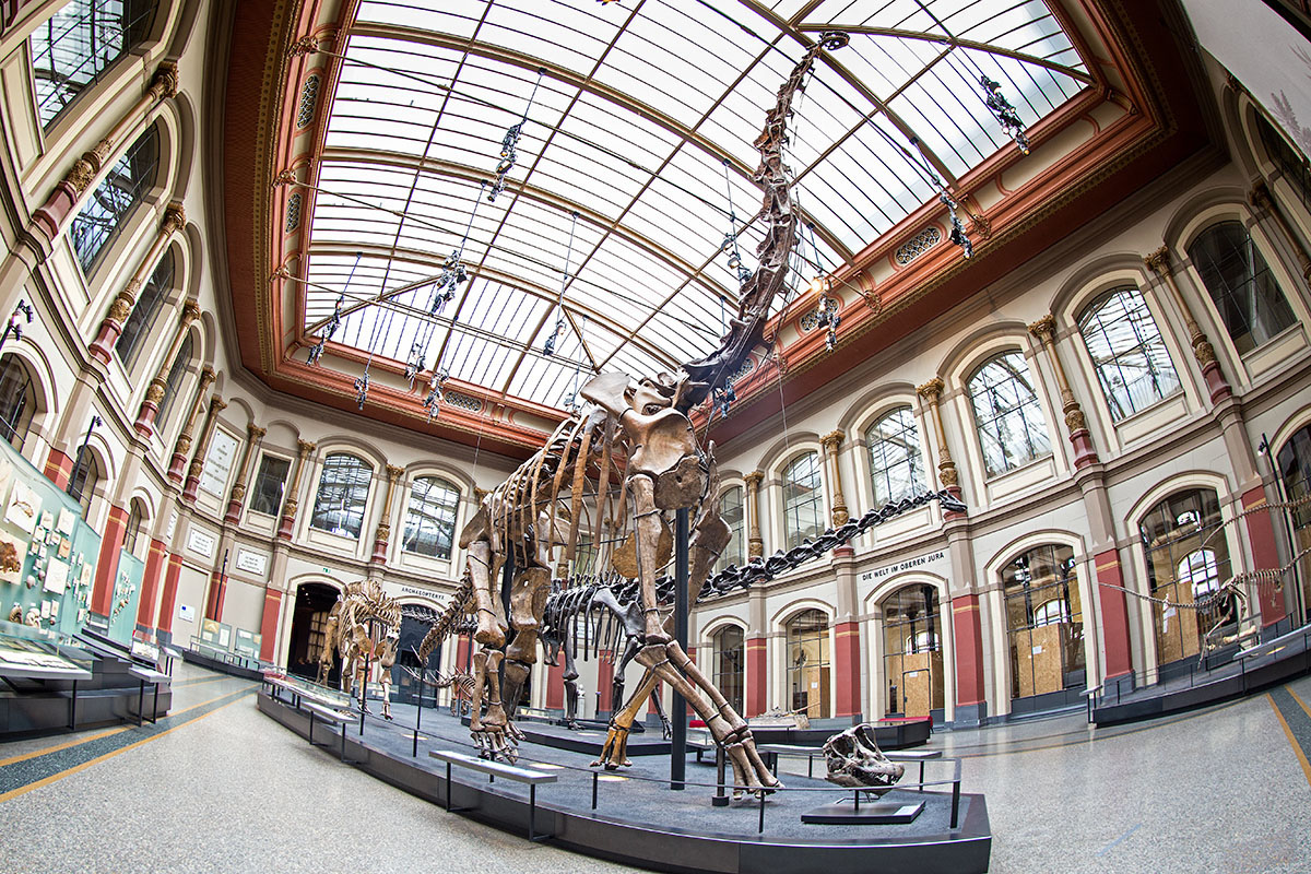 Brachiosaurus brancai ist das Symbol der Deutschen Tendaguru Expedition (1909-1913). Das Skelett des Museum für Naturkundemuseum Berlins ist derzeit das höchste ausgestellte Dinosaurierskelett der Welt.