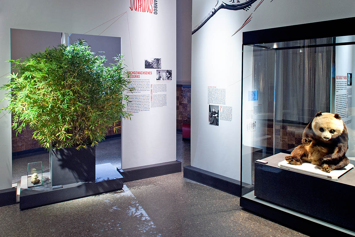 Foto: Hwa Ja Götz Das Foto gibt einen Einblick in die Ausstellung, auf der linken Seite befindet sich ein Bambus-Strauch, in der Vitrine auf der rechten Seite die Dermoplastik eines Pandas.
