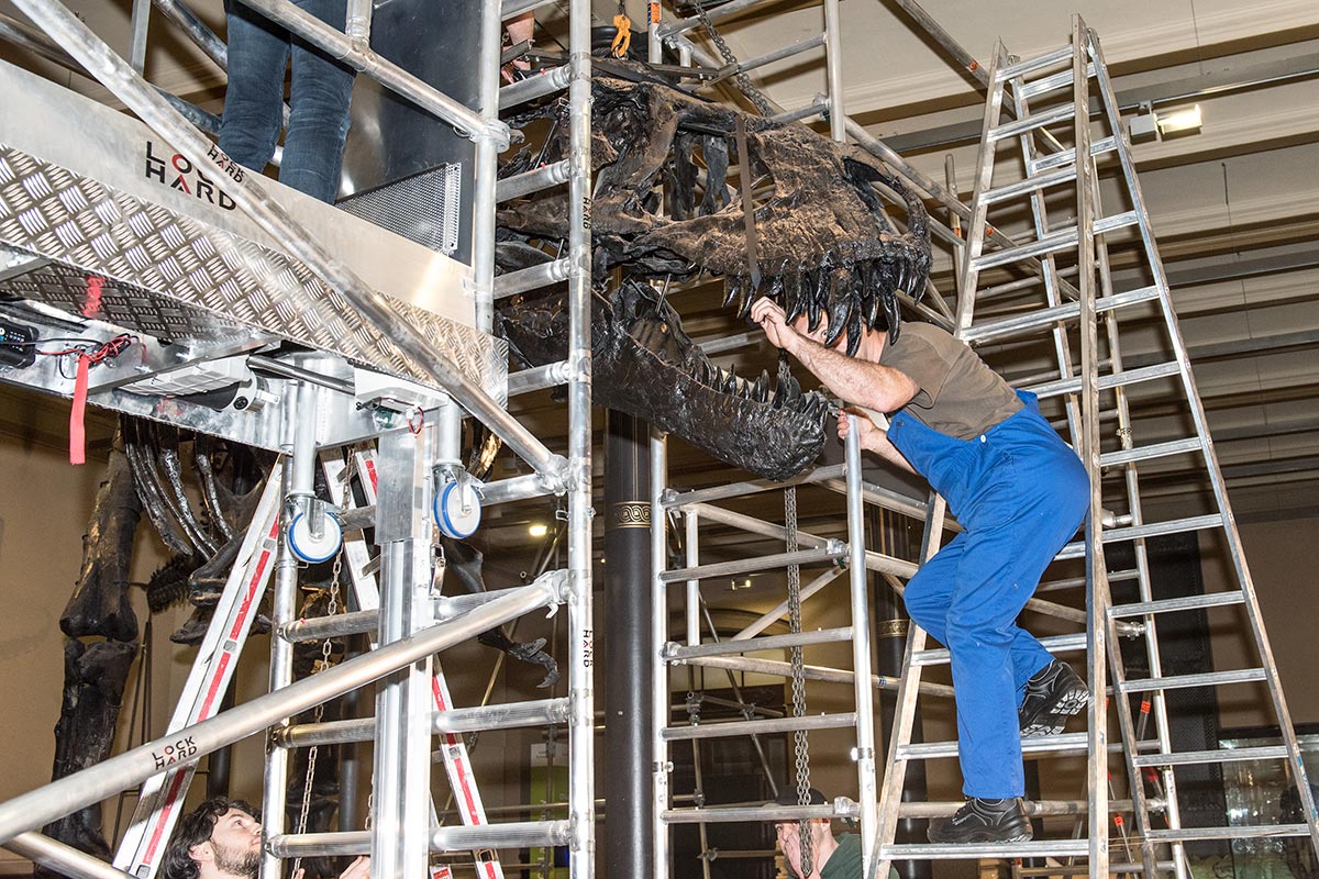 T Rex Tristan Otto Travels To Copenhagen In 30 Crates Museum