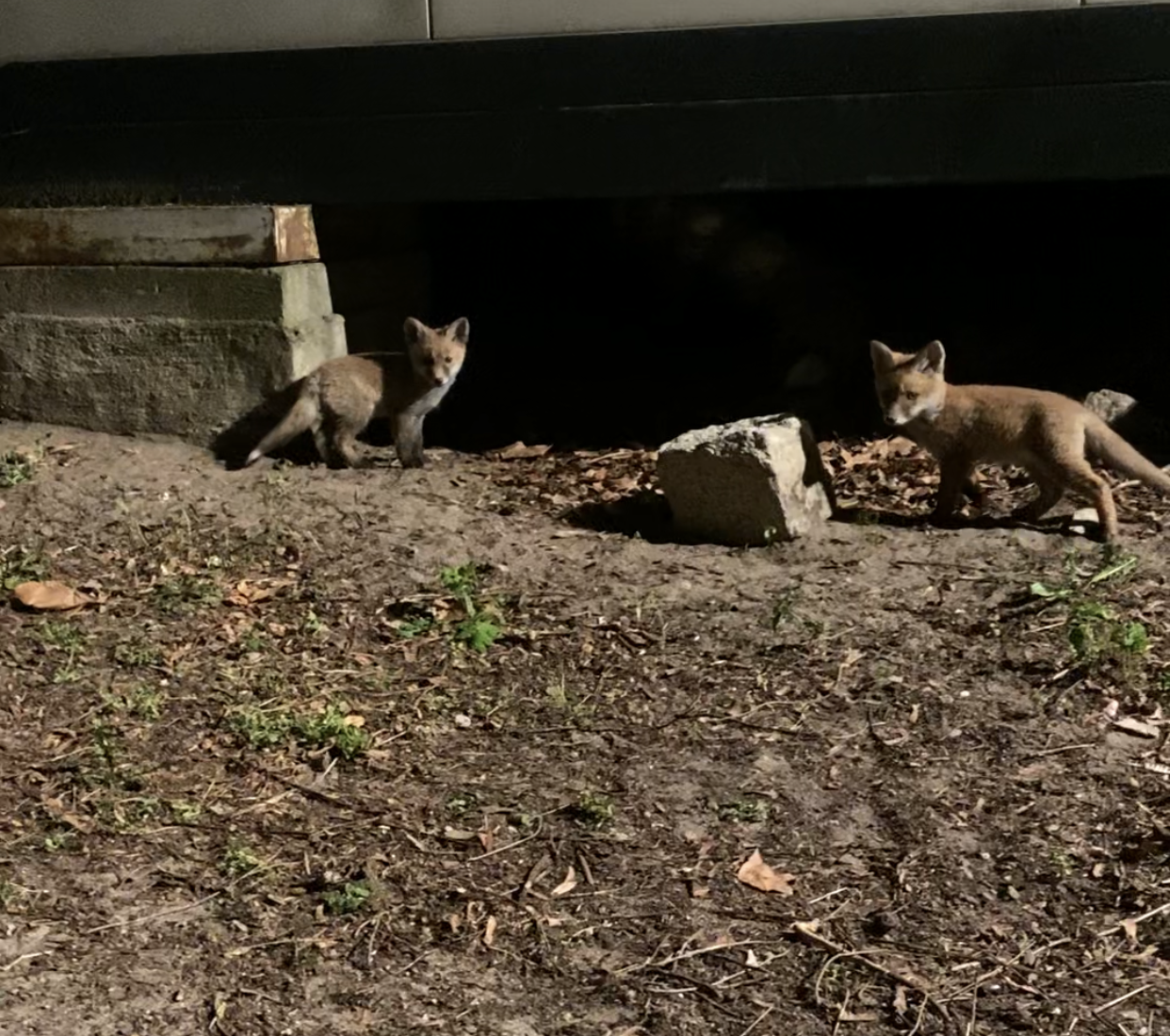 Fuchs Fuchs