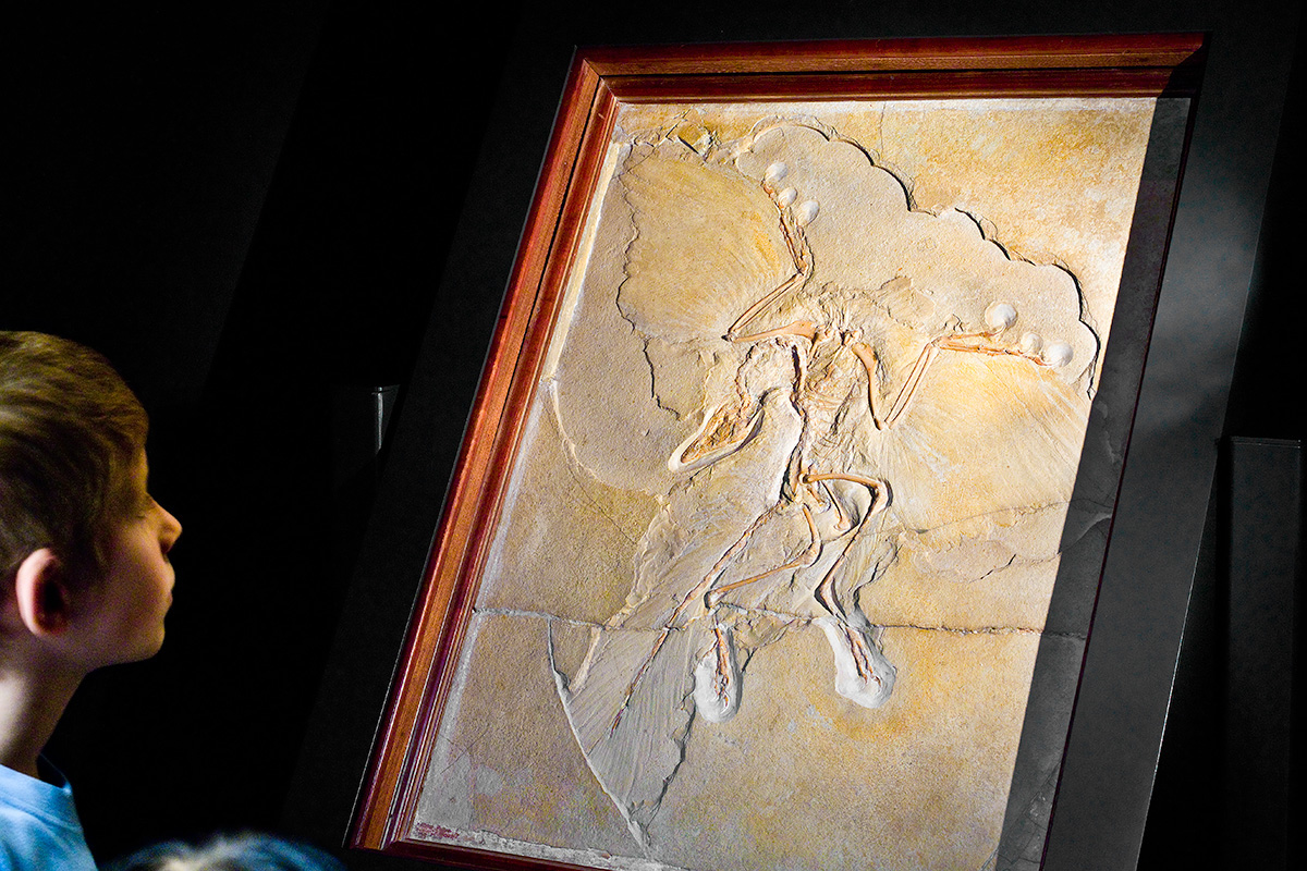 Archaeopteryx named Fossil of the Year | Museum für Naturkunde