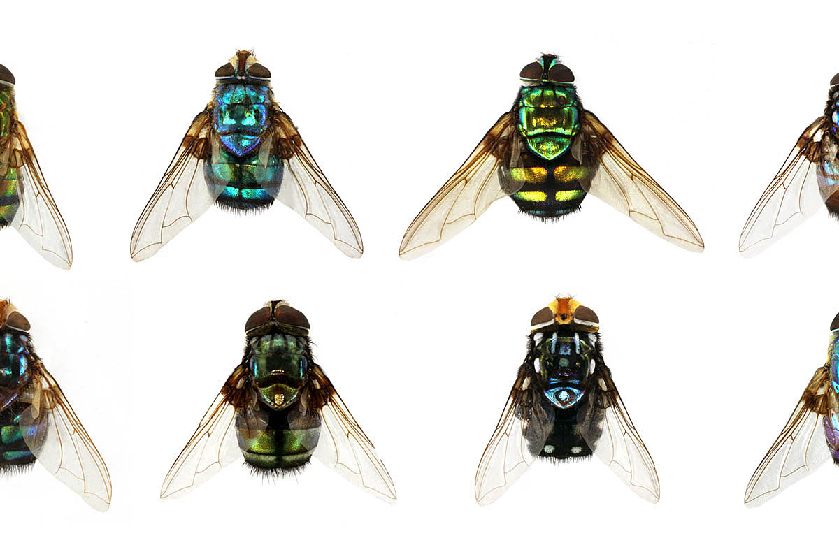 (c) Joachim Ziegler / MfN Farbige Fliegen