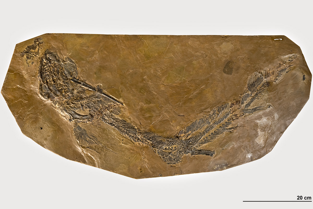 Permian Wellington shark reptile amphibian tooth fossil microscope SLIDE mount 