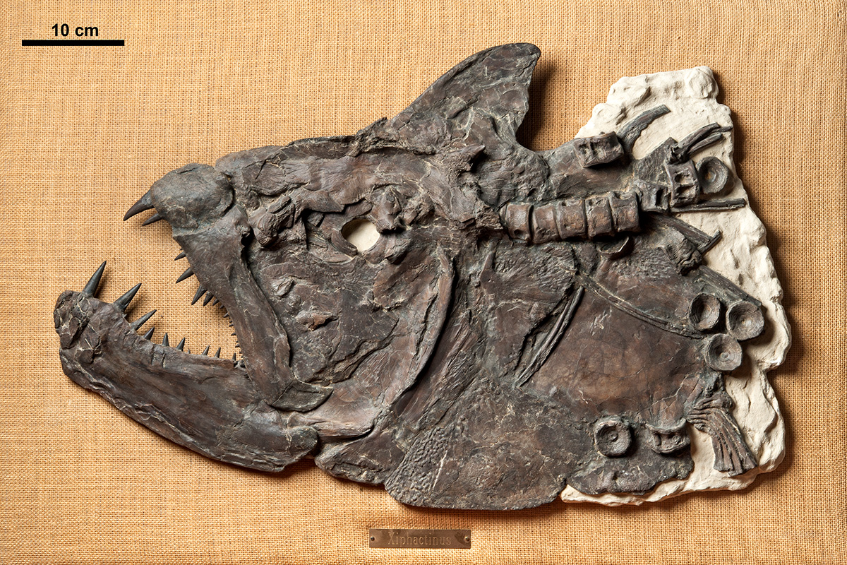 Xiphactinus audax war ein bis zu 6 Meter langer Raubfisch und gehört zu den Teleostei („Knochenfische im engeren Sinn“) innerhalb der Strahlenflosser (Actinopterygii). Museum für Naturkunde Berlin