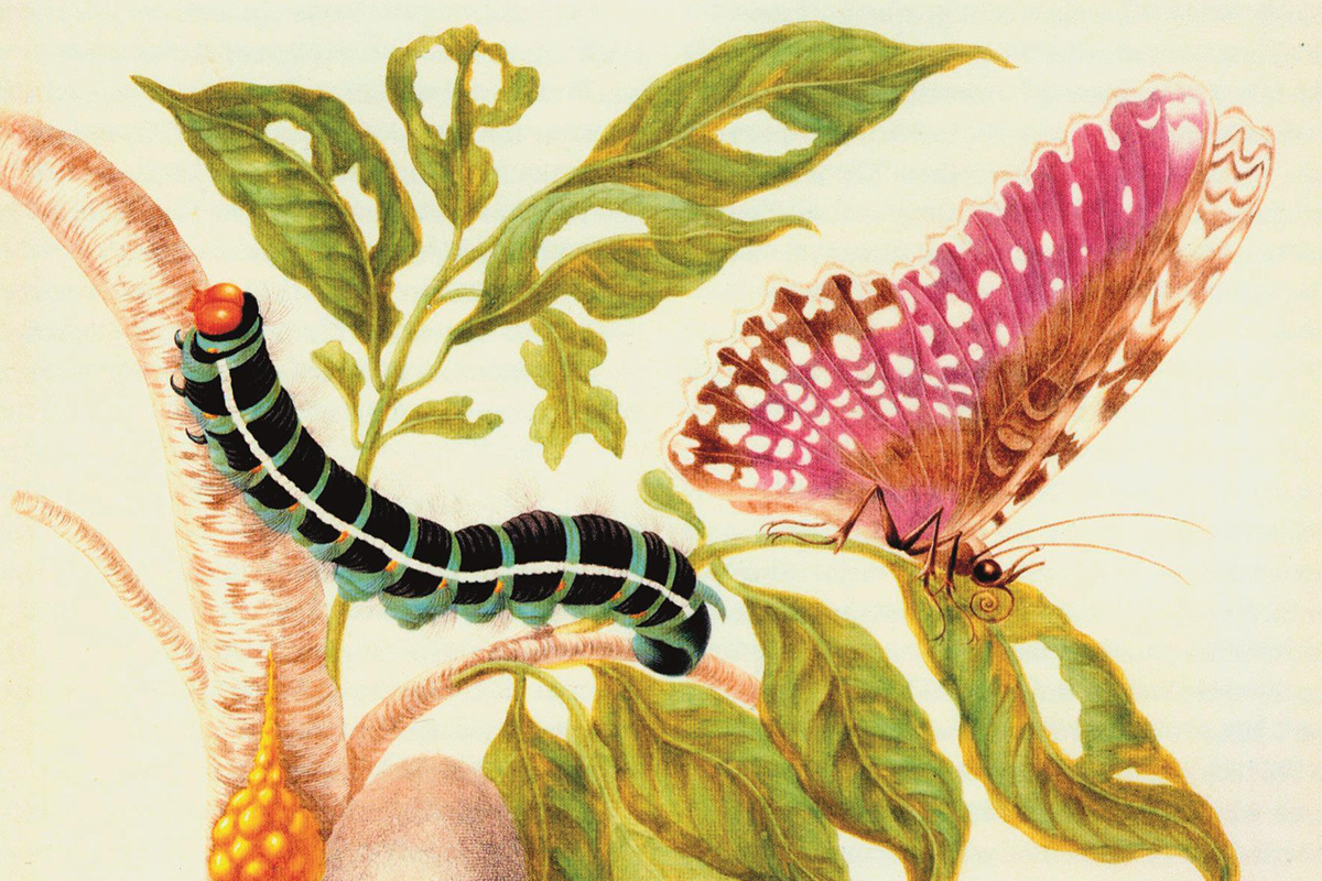 Metamorphosis of a Butterfly from Metamorphosis insectorum Surinamensium-Maria Sibylla Merian