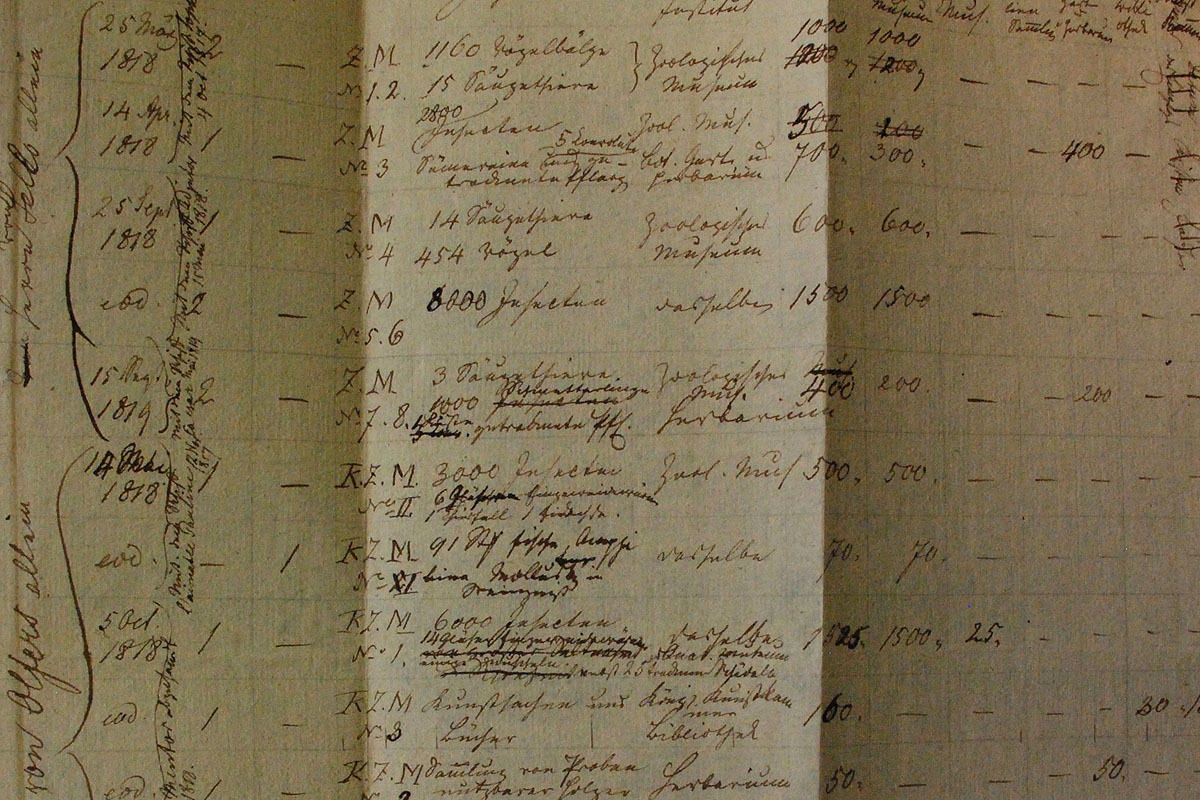 (c) MfN, HBSB, ZM S I Sellow und Olfers I, Bl. 102