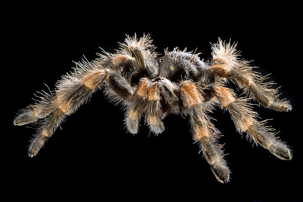 Vogelspinne der Spinnentiersammlung 