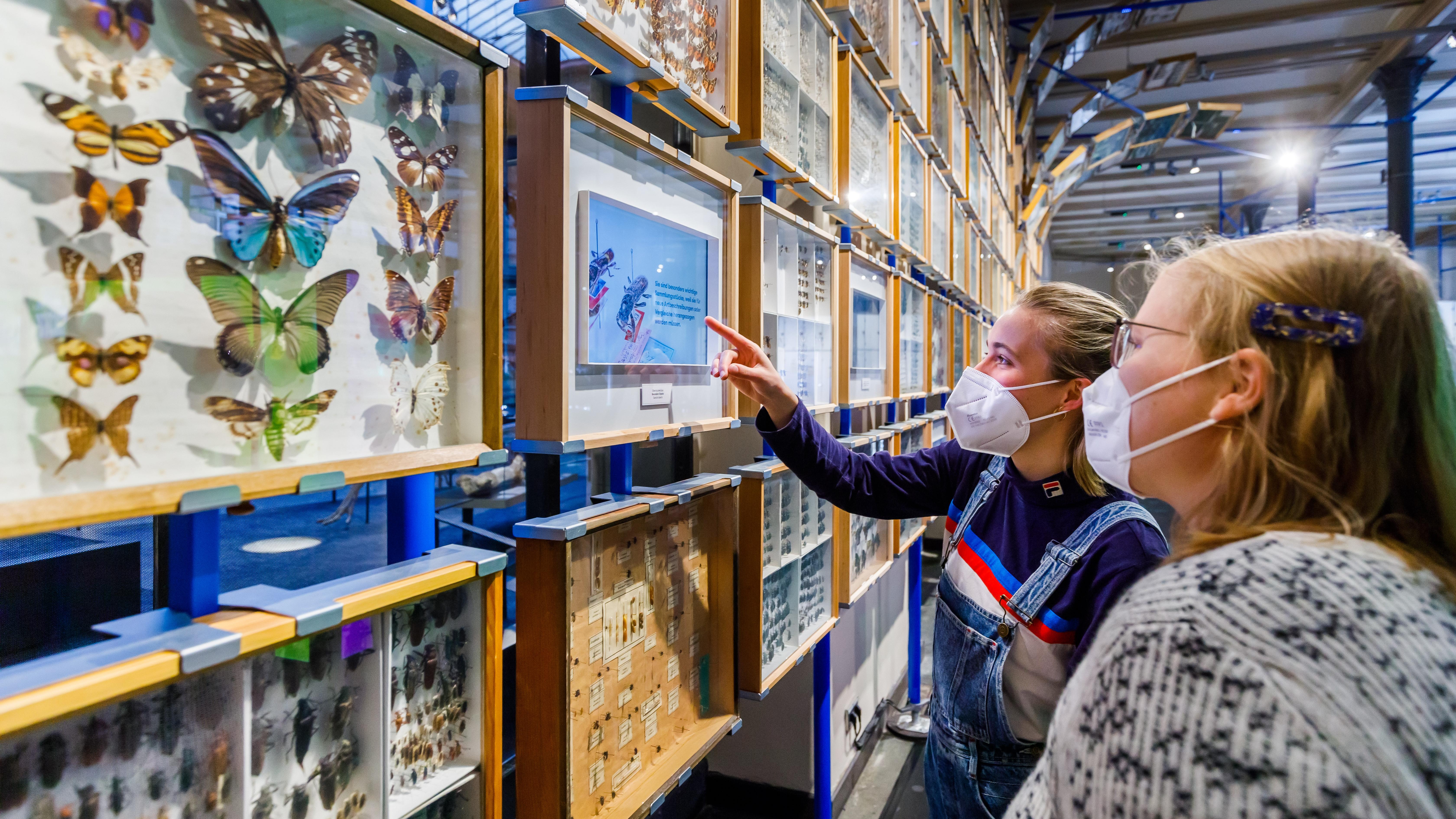 Besucherinnen bestaunen Insektenfilm in der Ausstellung