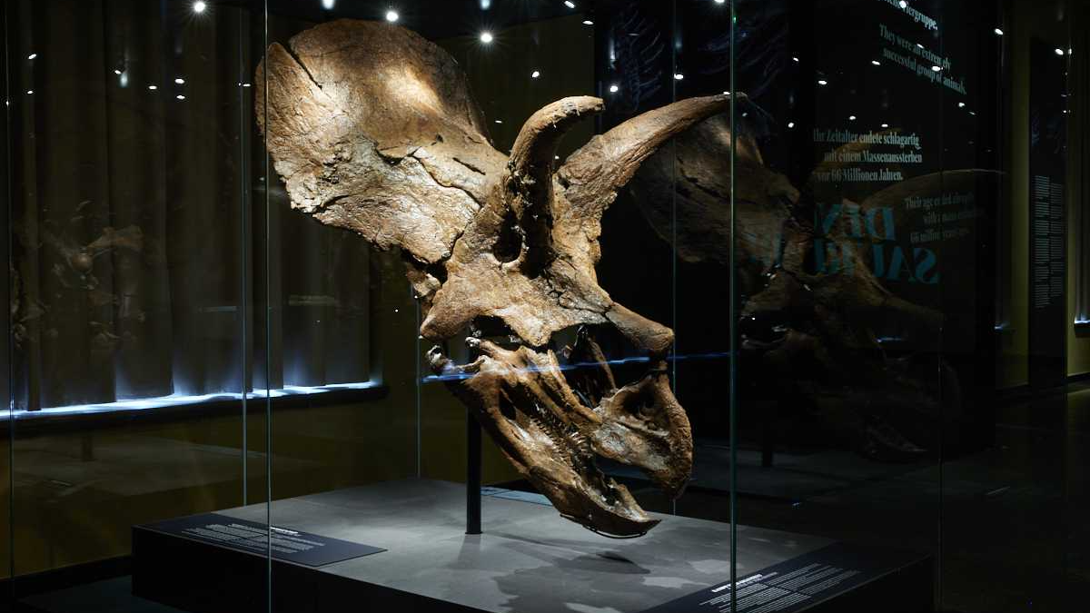 Triceratopsschädel