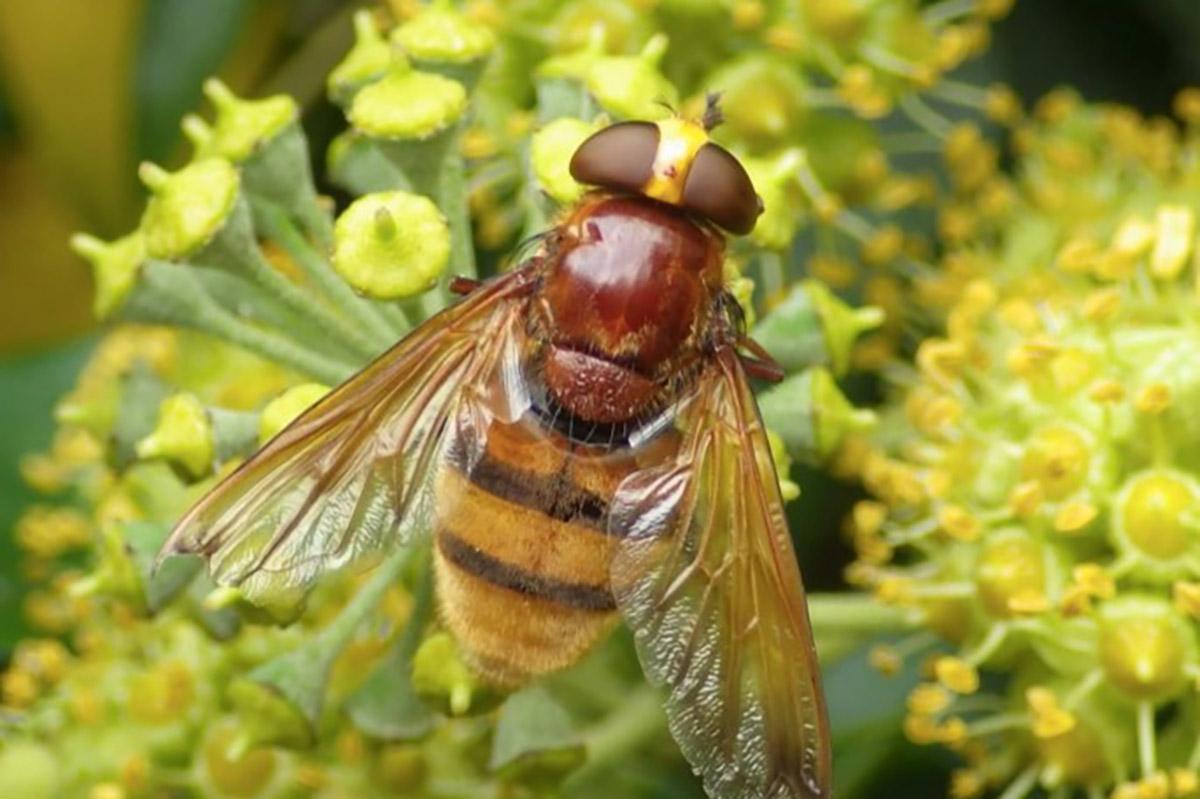 Insekt, Projekt Pollinator Pathmaker