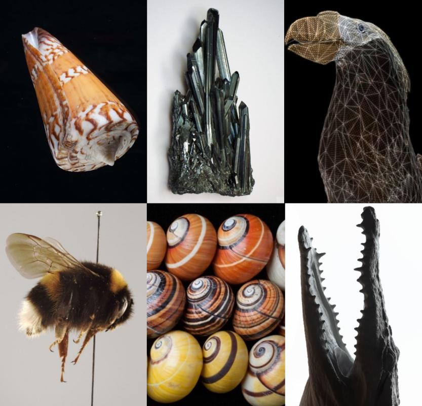 Symbolbild zum Hackathon mit Schneckenhäusern, Insekten und prähistorischen Präparaten