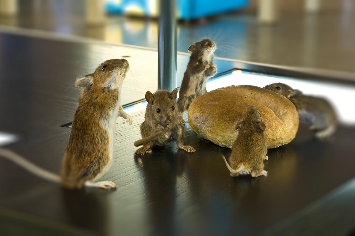 Mäuse Mus musculus Foto: Museum für Naturkunde