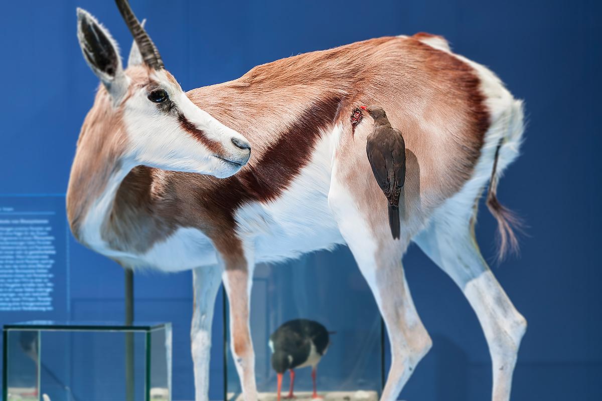 Springbock (Antidorcas marsupialis) & Rotschnabelmadenhacker (Buphagus erythrorhynchus)Foto: Naturhistorisches Museum Basel