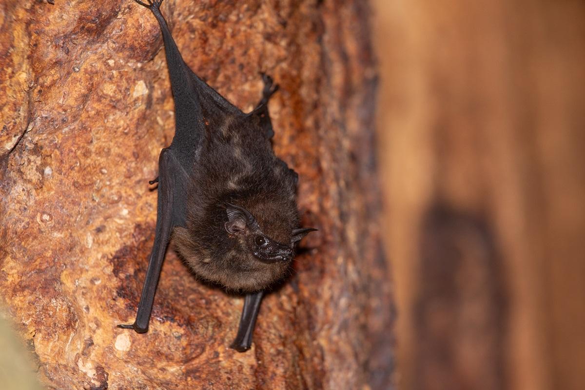 Rufendes subadultes Saccopteryx bilineata Männchen im Tagesquartier. 