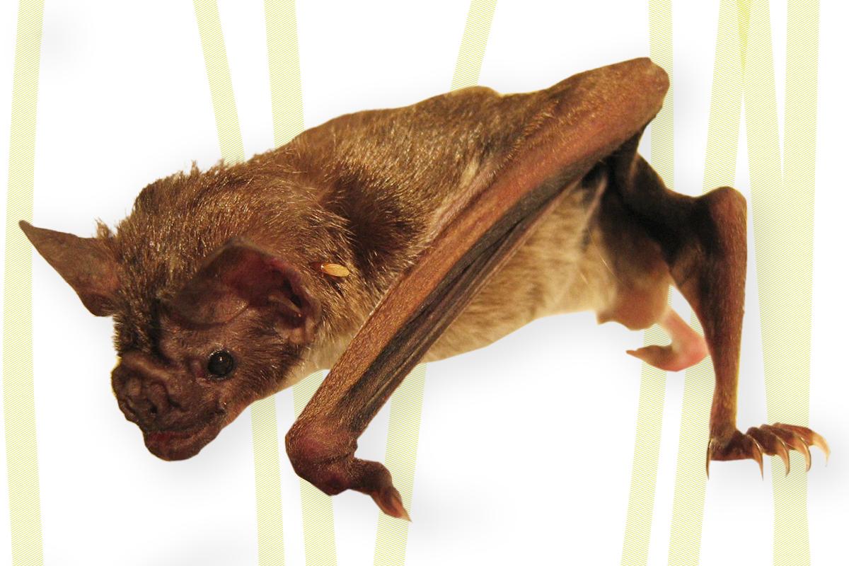Vampirfledermaus (Desmodus rotundus). Foto: Museum für Naturkunde