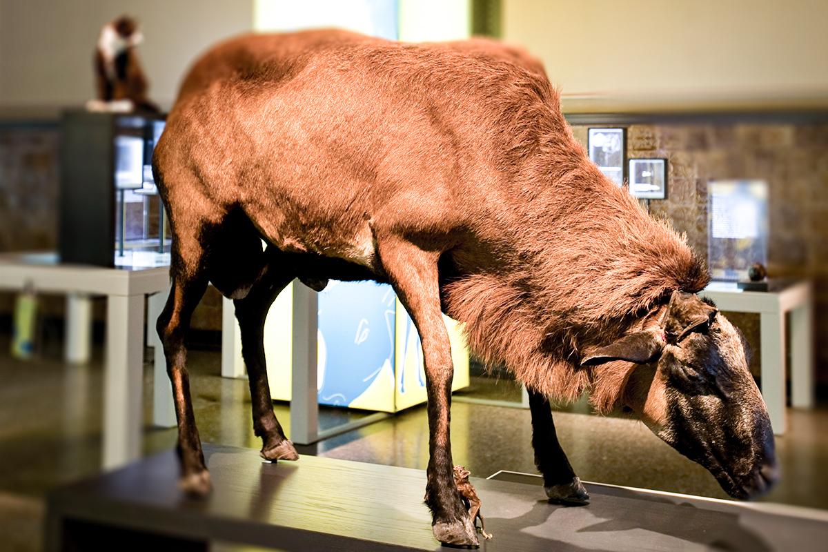Mäuse Mus musculus Foto: Museum für Naturkunde