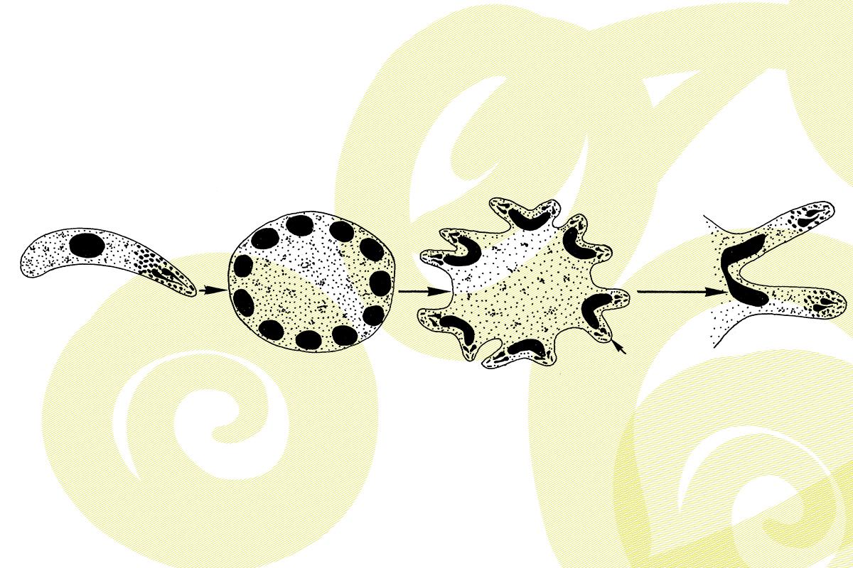 Grafik Schizogonie bei Plasmodium