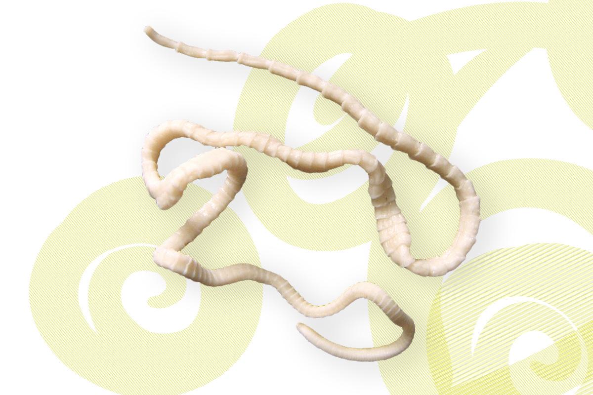 Bandwurm mit vielen Einzelsegmenten