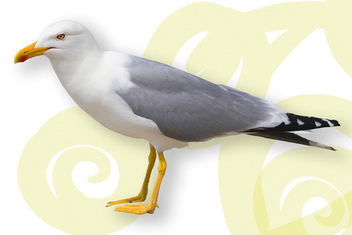Möwe