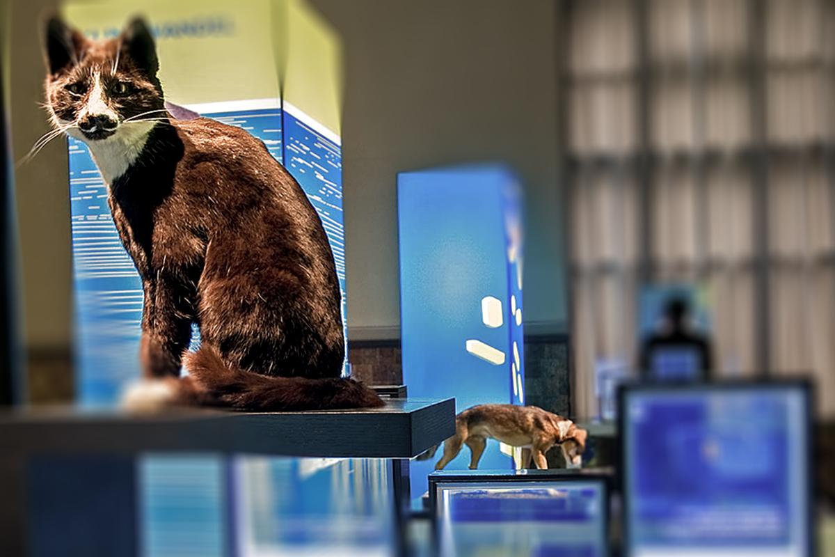 Hauskatze (Felis silvestris catus) Foto: Museum für Naturkunde