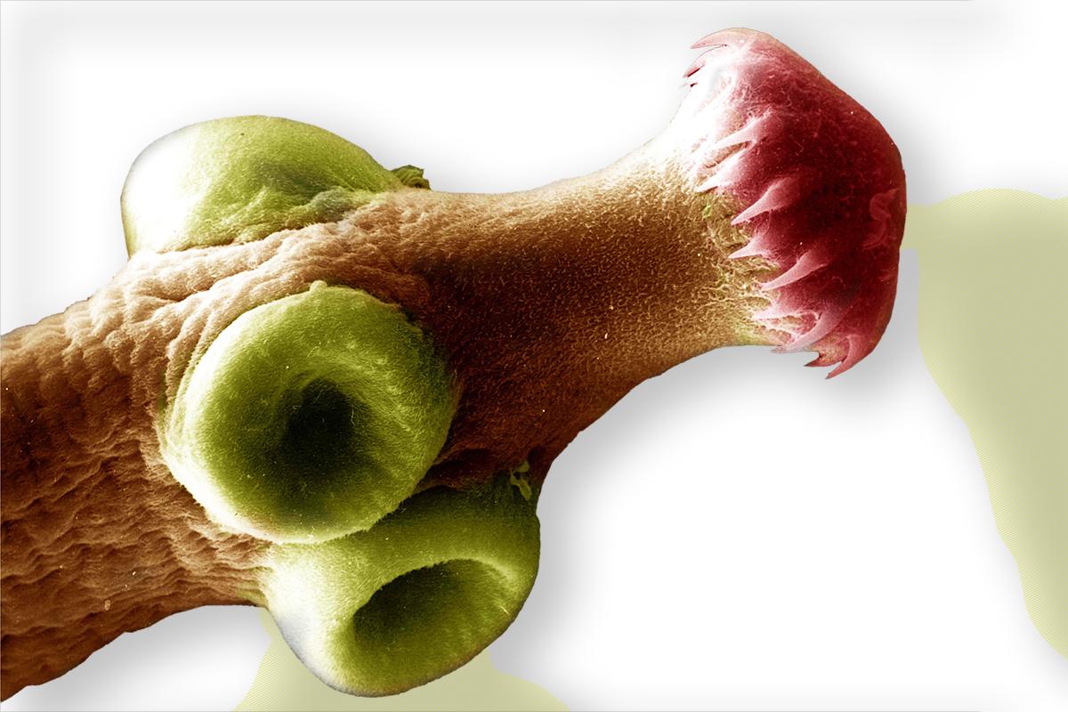Kopf des Hundebandwurms (Echinococcus granulosus)