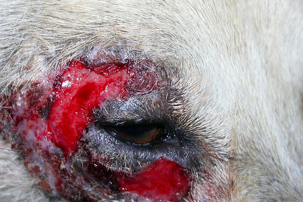 Hund mit Leishmaniose