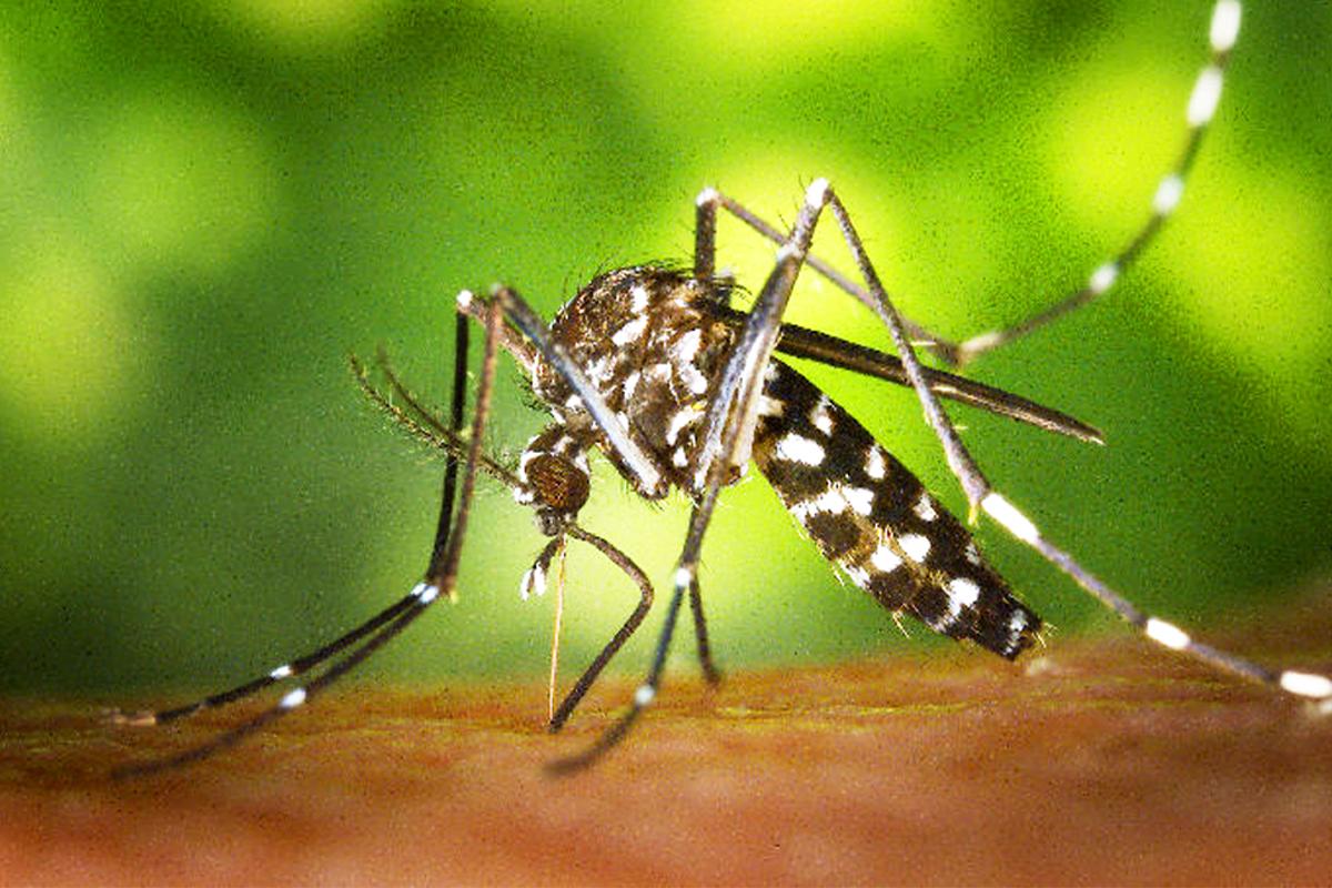 Tigermücke (Aedes albopictus)