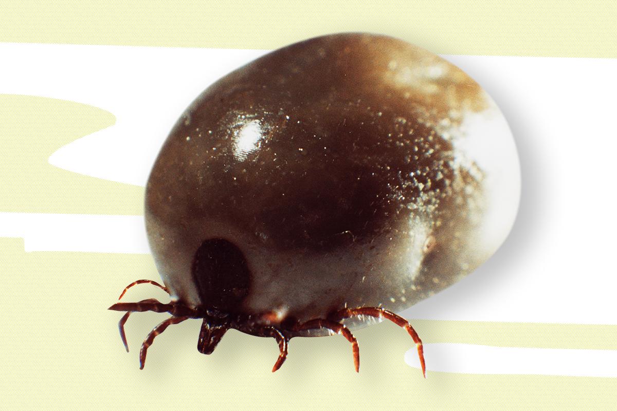 Gemeiner Holzbock (Ixodes ricinus)
