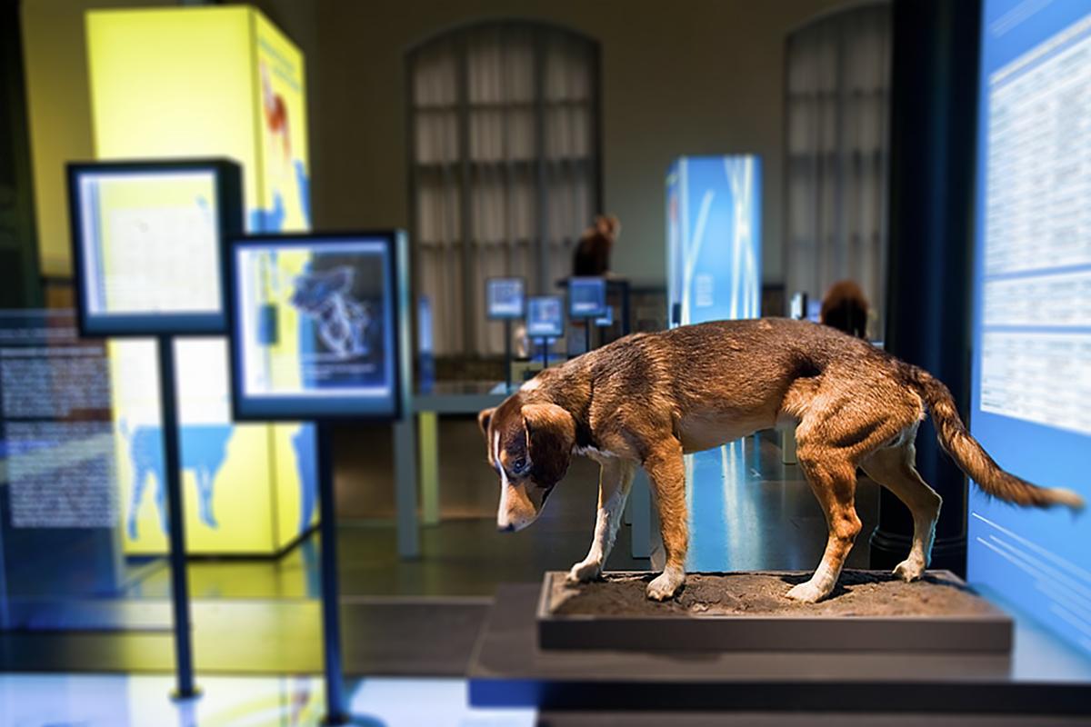 Hund Foto: Museum für Naturkunde