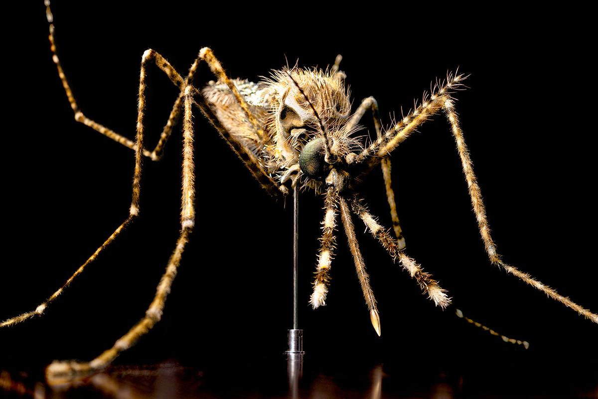 Modell Stechmücke Anopheles gambiae Foto: Museum für Naturkunde