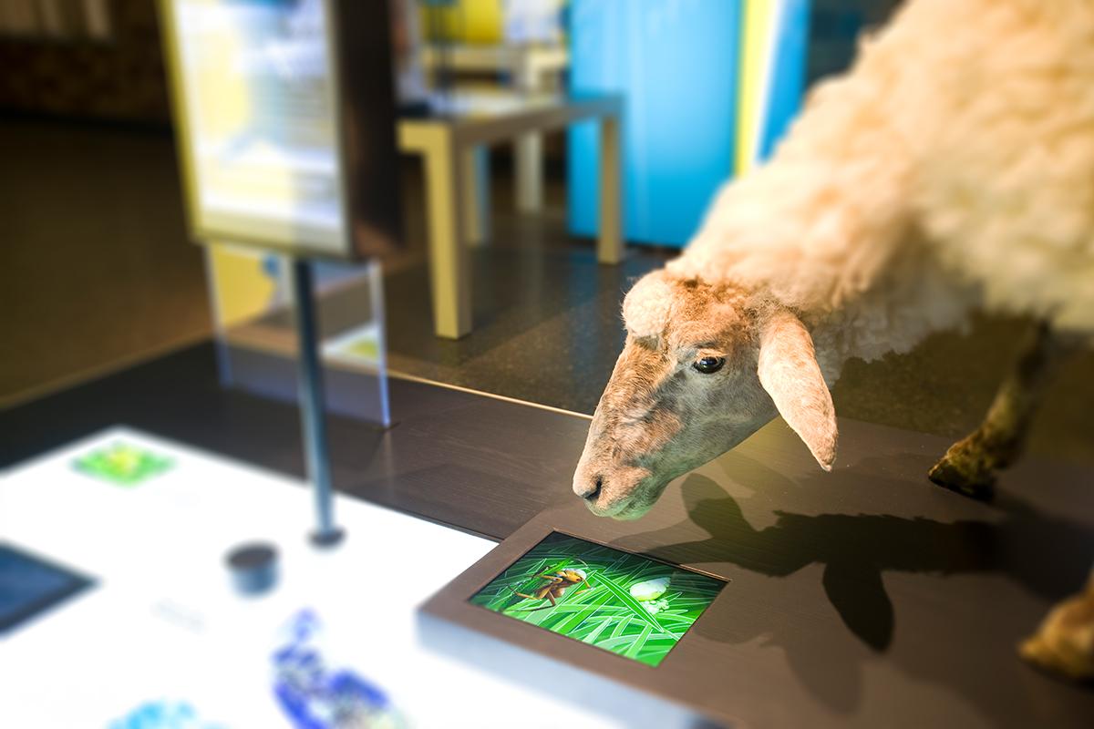 Wollschaf Foto: Museum für Naturkunde