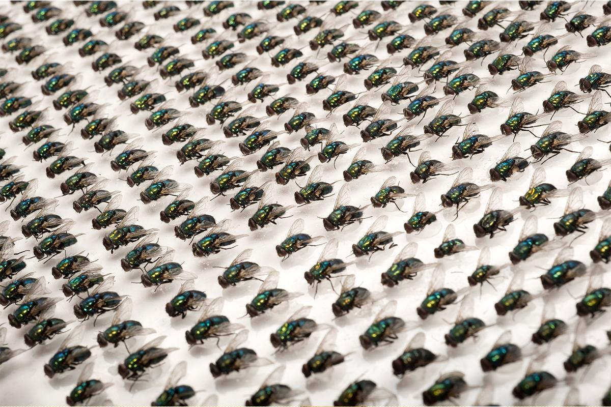 Goldfliegen (Lucilia sericata) Foto: Museum für Naturkunde