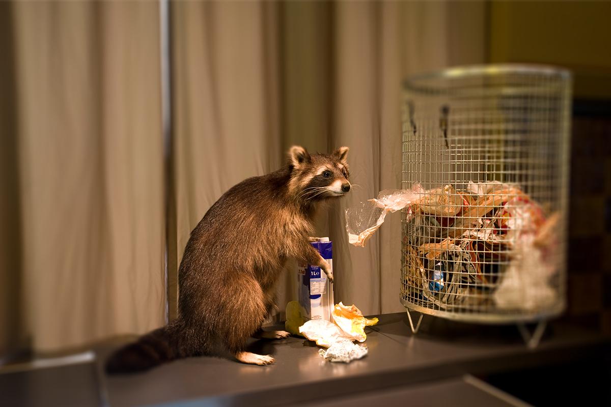 Waschbär (Procyon lotor) Foto: Museum für Naturkunde