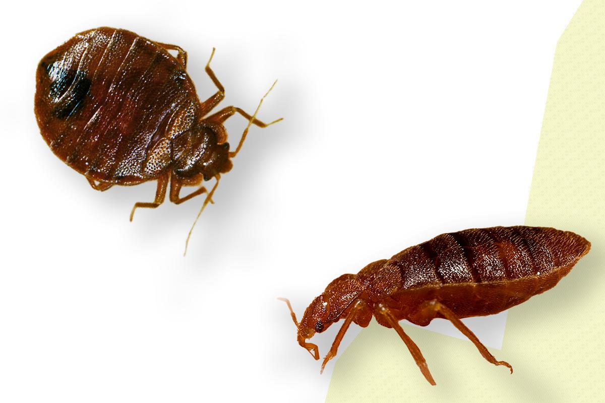 Bettwanzen (Cimex lectularius)