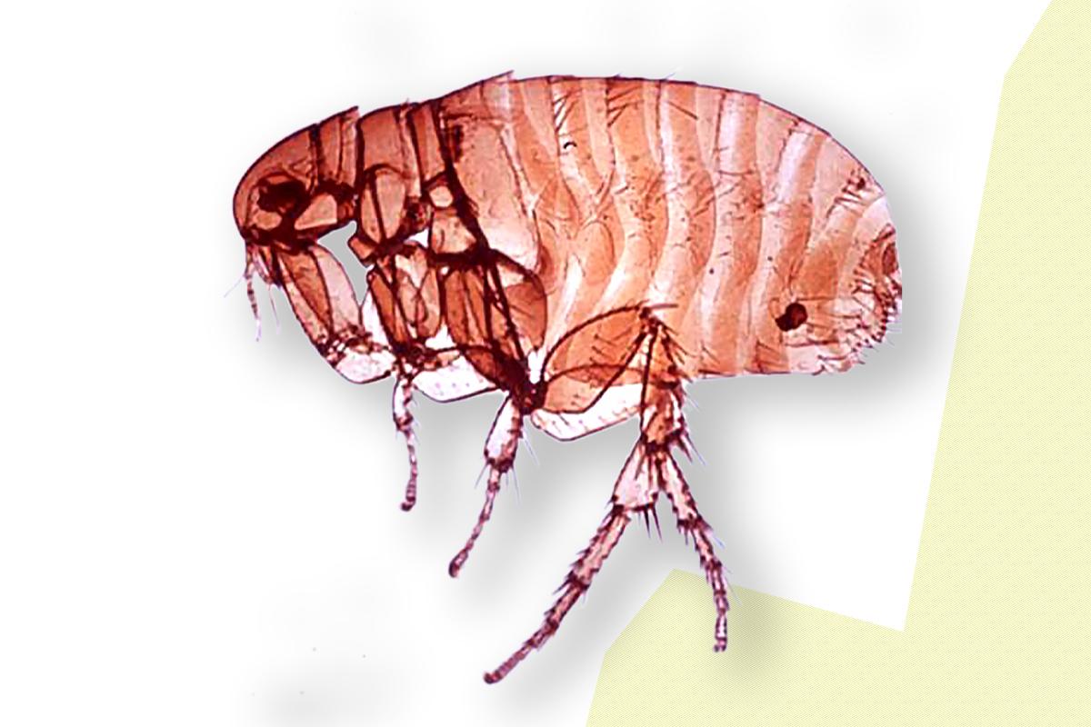 Kopflaus (Pediculus capitis)