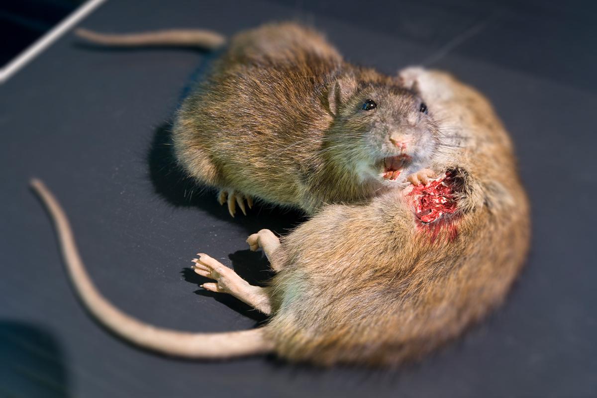 Ratten Foto: Museum für Naturkunde