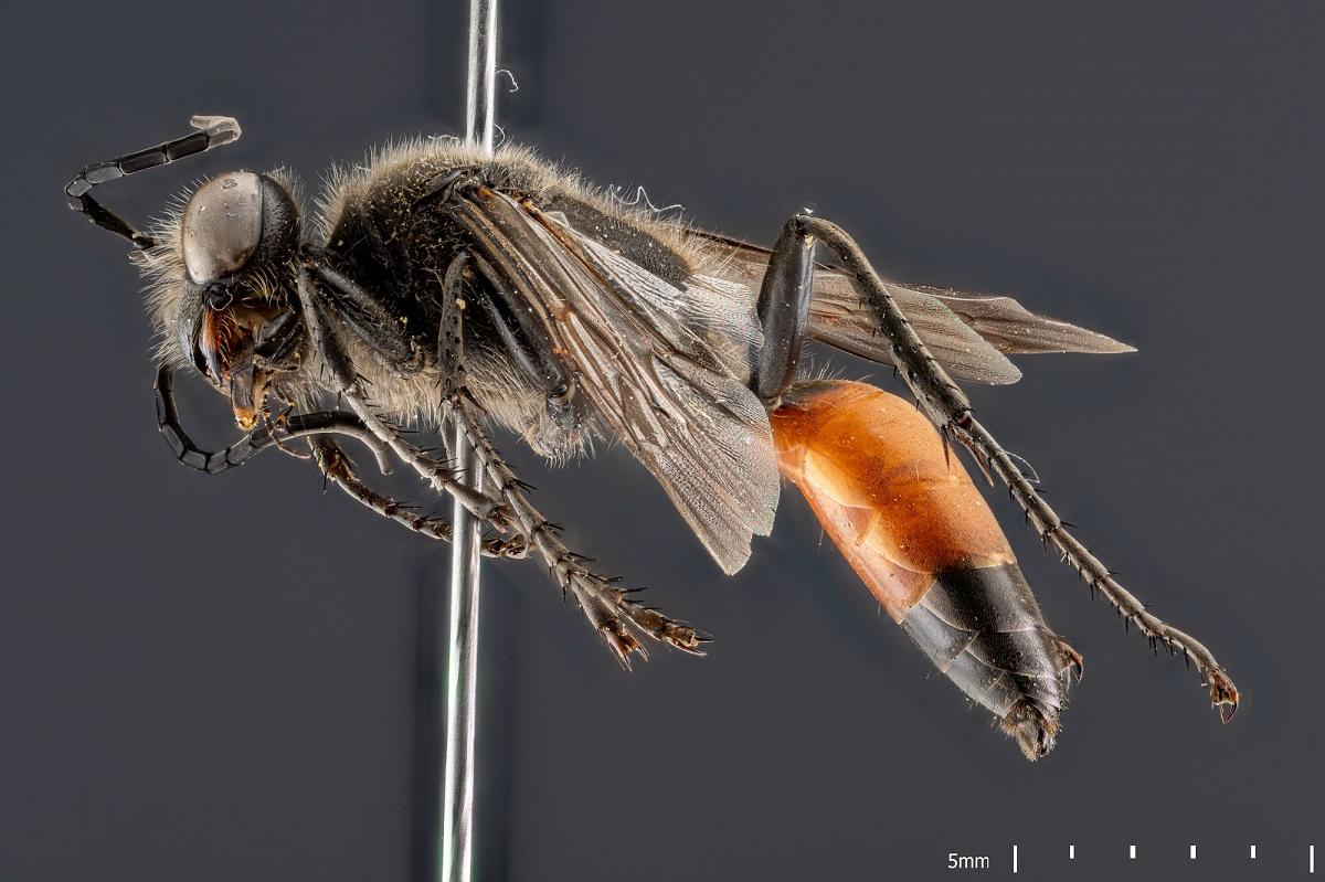 Insektenportrait des MfN genannt  Sphex funerarius auch genannt Heuschreckensandwespe