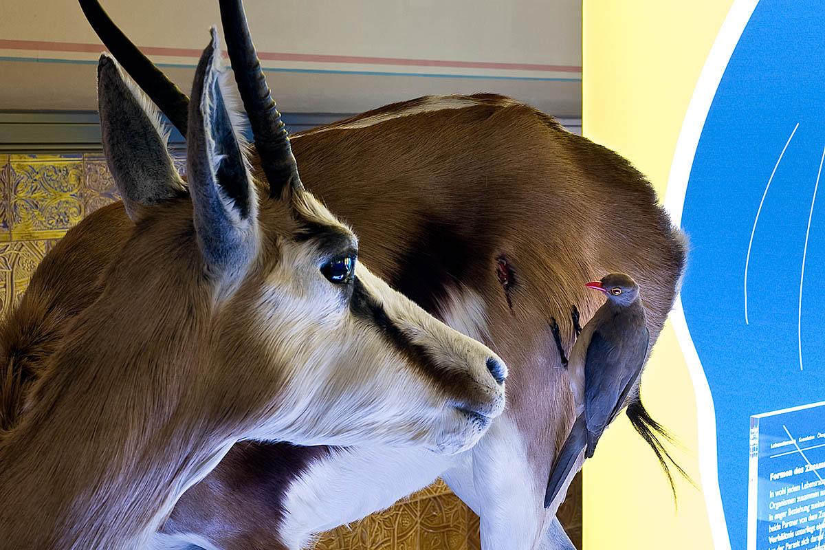 Das Foto zeigt einen präparierten Springbock mit Madenhacker. 