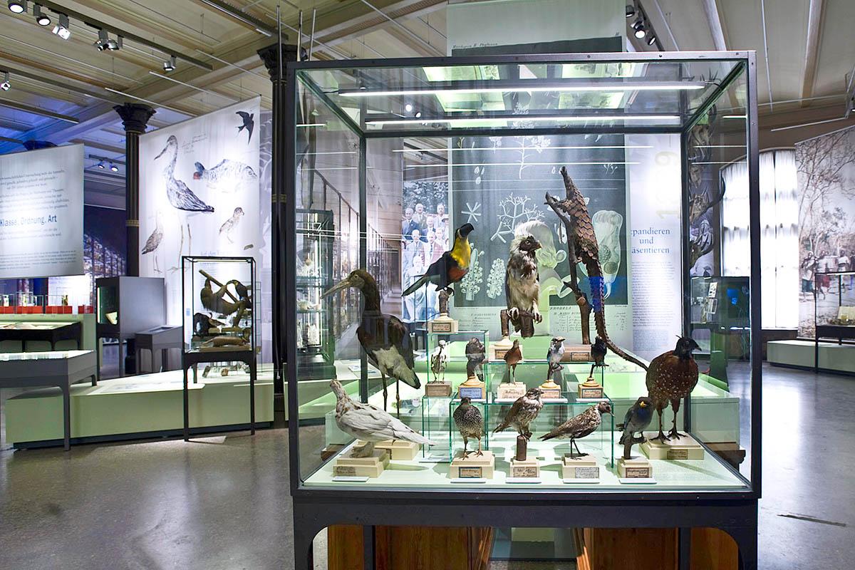 Das Foto gibt einen Einblick in die Ausstellung, im Vordergrund steht eine Vitrine mit präparierten Vögeln.