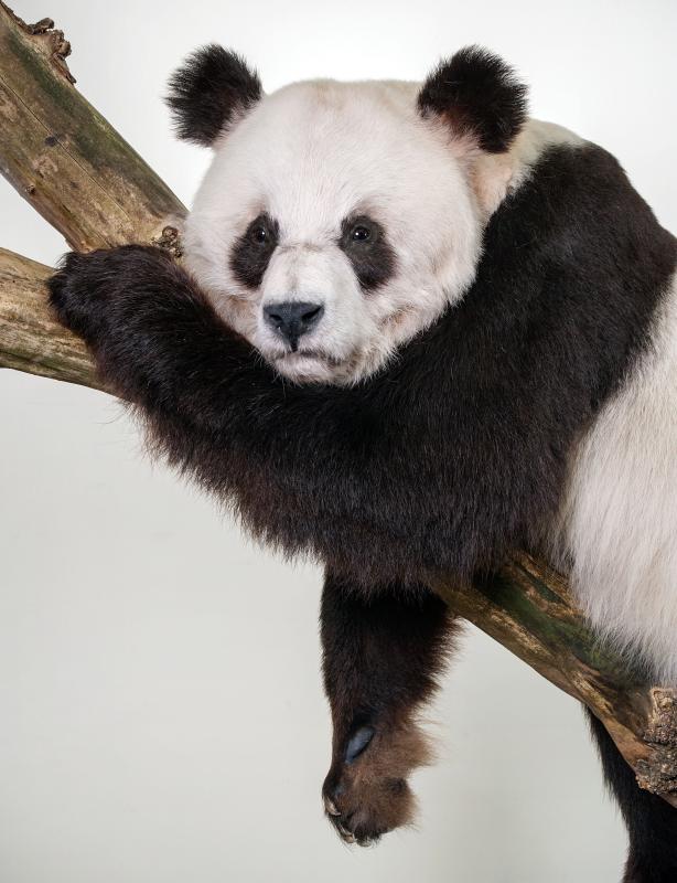 Yan Yan Panda