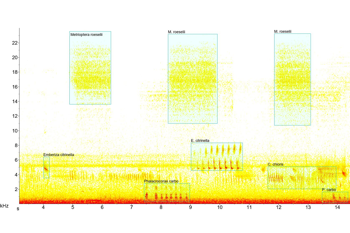 Spektrogramm eines Ausschnitts einer Monitoringaufnahme mit Lauten von Roesels Beißschrecke (Metrioptera roeselii), Goldammer (Emberizia citrinella), Kormoran (Phalacrocorax carbo) und Grünfink (Chloris chloris), erstellt mit Raven Pro. Bild: Karl-Heinz F