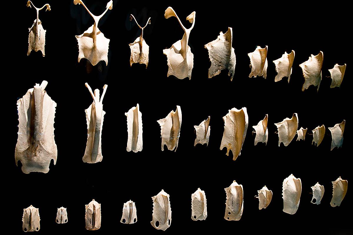 Das Foto zeigt Brustbeinknochen von diversen Vögeln in Reihen angeordnet.