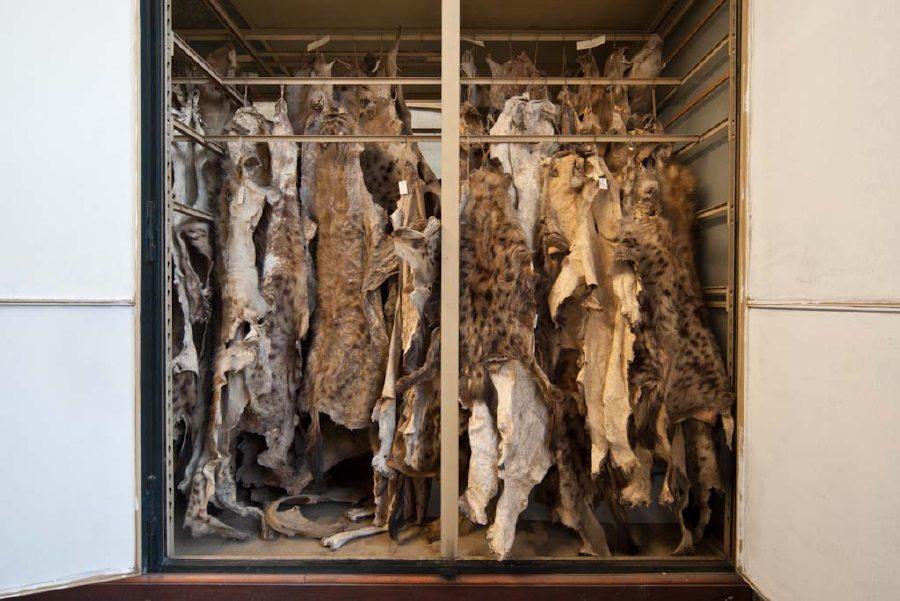 Aufgehängte Tierfelle in einem Schrank | Bildquelle: MfN Antje Dittmann